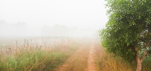 Fototapeta na wymiar Morning mist in the meadow