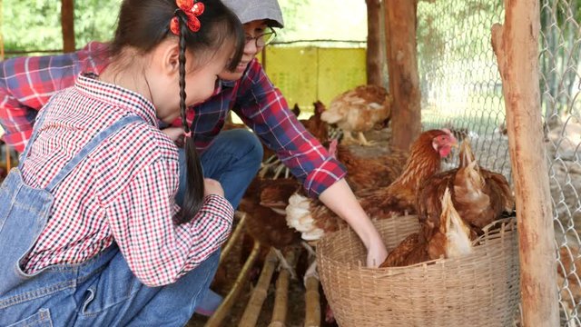 Asian mother and her daughter picking up eggs from her chicken farm happily in the morning.