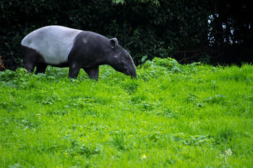 The Malayan tapir (Tapirus indicus) is the largest of the five species of tapir and the only one native to Asia.