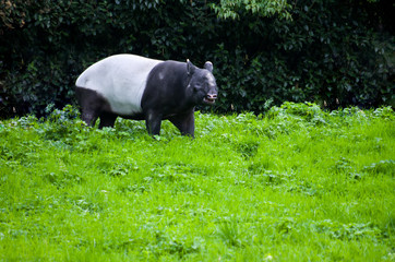 Malayan tapir on green grass