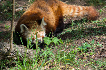 Red panda male looking for food