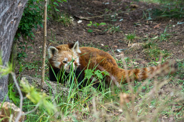 Red panda male looking for food