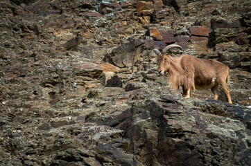 The Barbary sheep (Ammotragus lervia) or aoudad is a species of caprid native to rocky mountains in North Africa