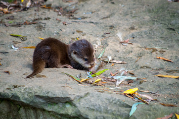The Asian small-clawed otter (Amblonyx cinerea), also known as the oriental small-clawed otter or...