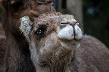 Arabian camel (Camelus dromedarius) with blue eyes.