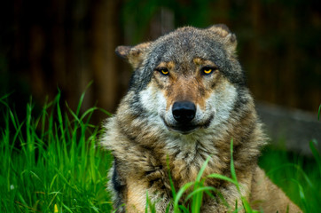 Naklejka na ściany i meble The wolf (Canis lupus), also known as the gray/grey wolf, is a canine native to the wilderness and remote areas of Eurasia and North America.