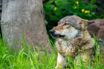 Fototapeta premium The wolf (Canis lupus), also known as the gray/grey wolf, is a canine native to the wilderness and remote areas of Eurasia and North America.