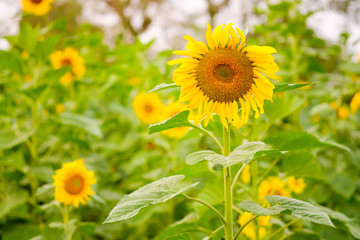 Sunflower with Bud Sunflower Blossom.Organic Farming nature concept