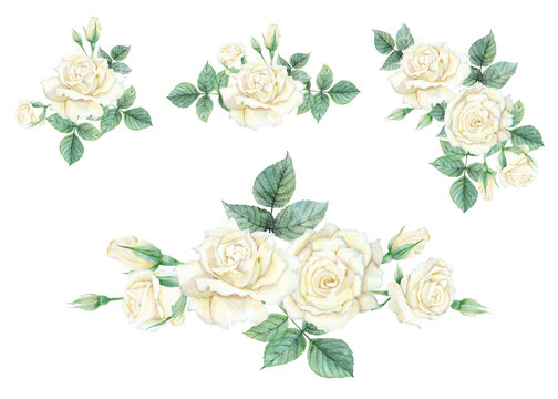 Watercolor of white rose set