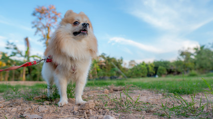 Fototapeta na wymiar cute pomeranian dog relax on green grass, motion is happy time, select focus.