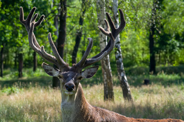 Red deer male near forest