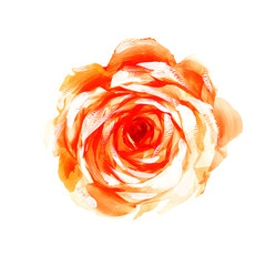 Flowers blooming alone, isolated on a white background. 