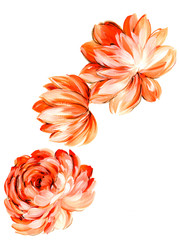 Set of three watercolor dahlias of different varieties.