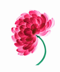 Beautiful  dahlia.  Watercolor hand drawing