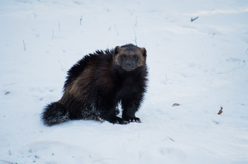 European wolverine male at winter