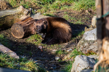 European wolverine male at spring