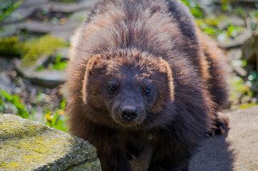 European wolverine male at spring