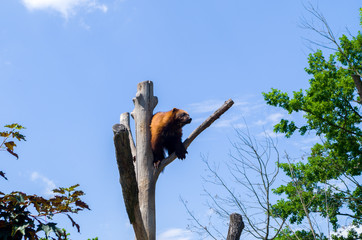 Wolverine