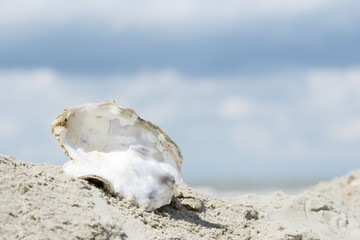 seashell lying in the sand on beach from the north sea