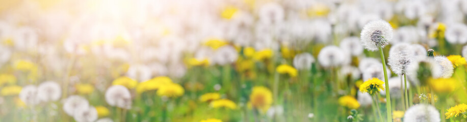 Green field with white and yellow dandelions outdoors in nature in summer