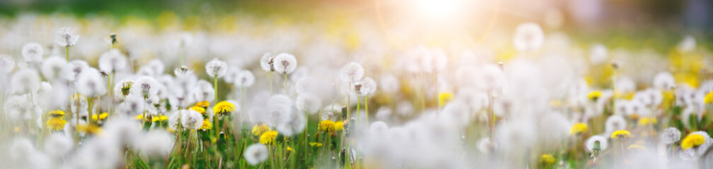 Green field with white and yellow dandelions outdoors in nature in summer