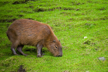 Female capybara feeding on grass