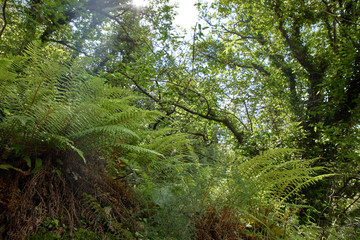 forest in the Montenegro with fern and old trees