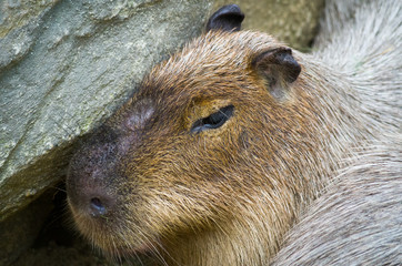 Capybara male closeup