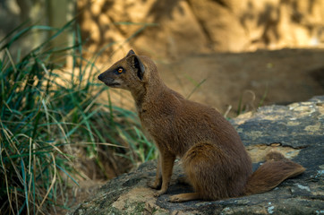Naklejka na ściany i meble The yellow mongoose (Cynictis penicillata)