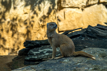 The yellow mongoose (Cynictis penicillata)