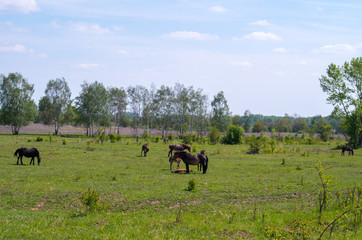 The Exmoor ponys near Milovice. A horse breed native to the British Isles, where some still roam as semi-feral livestock on Exmoor, a large area of moorland in Devon and Somerset in southwest England.