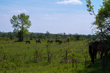The Exmoor ponys near Milovice. A horse breed native to the British Isles, where some still roam as semi-feral livestock on Exmoor, a large area of moorland in Devon and Somerset in southwest England.