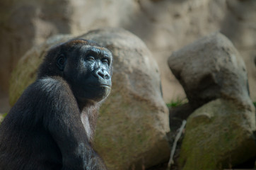 The western lowland gorilla (Gorilla gorilla gorilla) is one of two subspecies of the western gorilla (Gorilla gorilla).