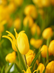 Yellow tulip flower booming beautiful in nature blurred of background