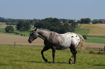 Obraz premium Appalosa auf der Weide