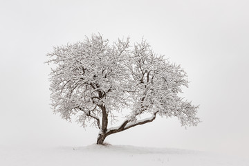 Fototapeta na wymiar Lonely Tree in Winter
