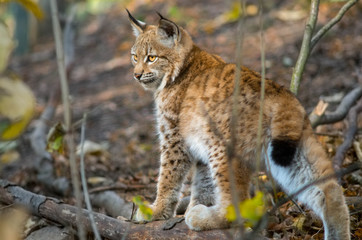 Northern lynx (Lynx lynx lynx)