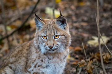Naklejka na ściany i meble Northern lynx (Lynx lynx lynx)
