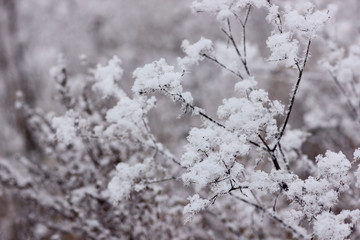 winter scene with frost-covered plants on a blurred natural 