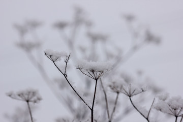winter scene with frost-covered plants on a blurred natural
