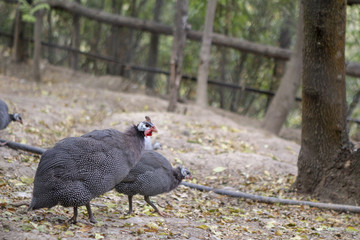 Guinea fowl in the park behind the cage