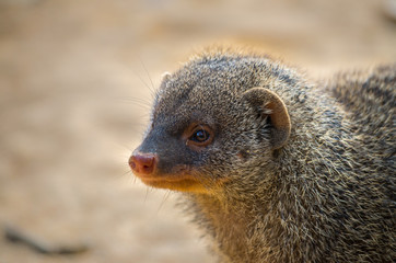 The banded mongoose (Mungos mungo) is a mongoose commonly found in the central and eastern parts of Africa.