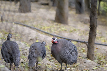 Guinea fowl in the park behind the cage