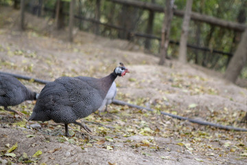 Guinea fowl in the park behind the cage