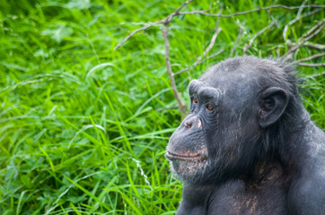 Chimpanze male sitting on grass