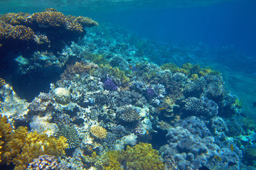 coral reef in the Red Sea
