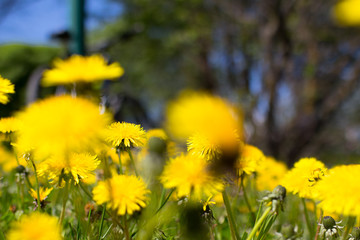 spring dandelions in the spring park