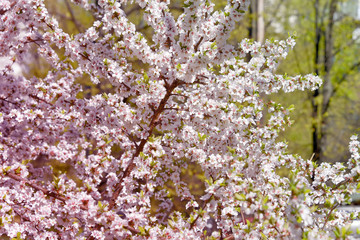 Spring background of blossoming cherry tree flowers. Selective focus