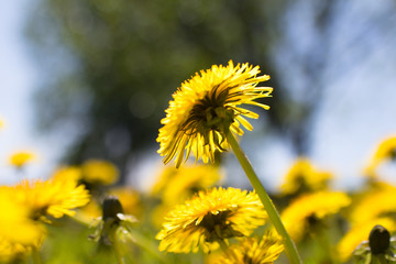 spring dandelions in the spring park