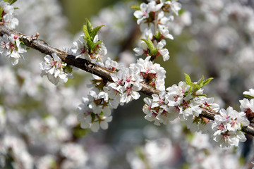 Spring background of blossoming cherry tree flowers. Selective focus